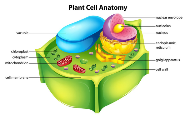 Plant cell anatomy - Vector, Image
