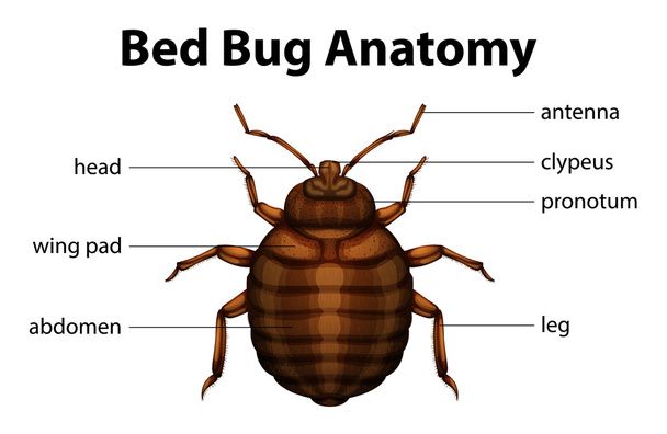 Yatak böcek anatomisi - Vektör, Görsel