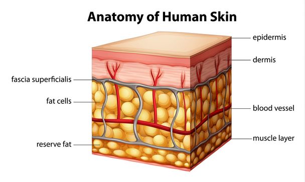 anatomie lidské kůže - Vektor, obrázek