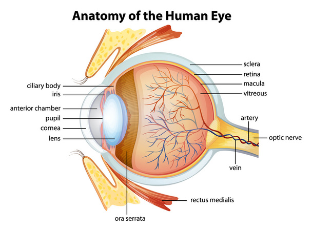 Анатомия глаз человека
 - Вектор,изображение