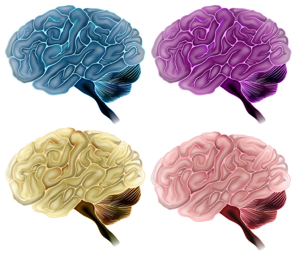 Cérebro humano
 - Vetor, Imagem