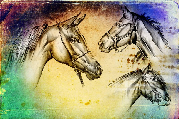 illustration d'art tête de cheval à main levée
 - Photo, image
