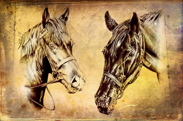 ilustración de arte cabeza de caballo a mano alzada
 - Foto, Imagen