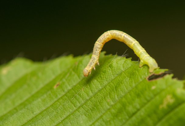 Larva do geómetro
 - Foto, Imagem