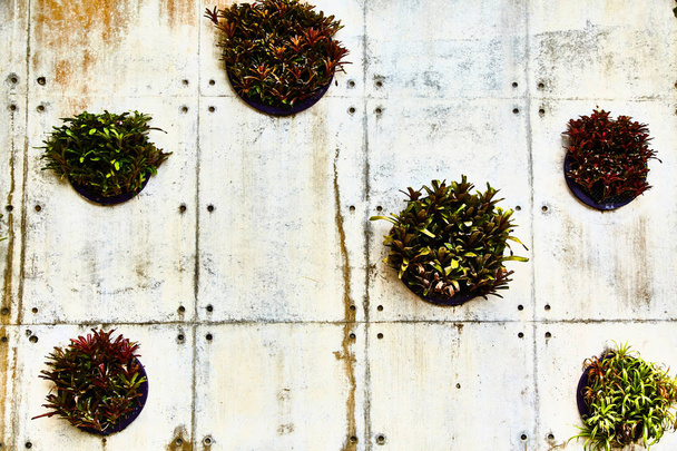 Decorative plants on the wall in the park. Close-up - Photo, Image