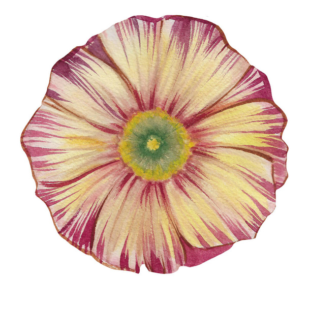 Watercolor flower isolated on white background. Hand draw flower watercolor illustration. Design element. - Valokuva, kuva