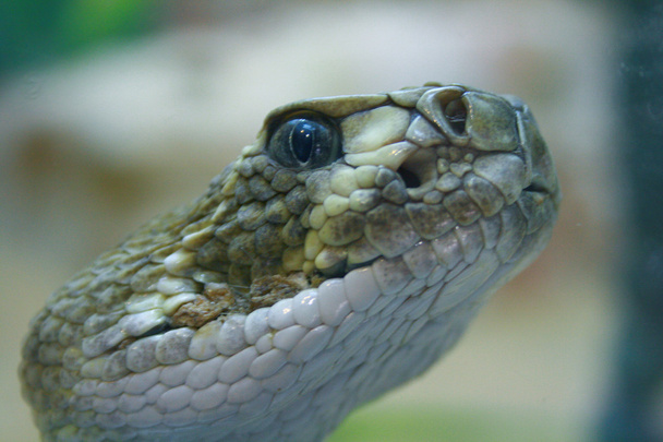 Змеиная голова
 - Фото, изображение