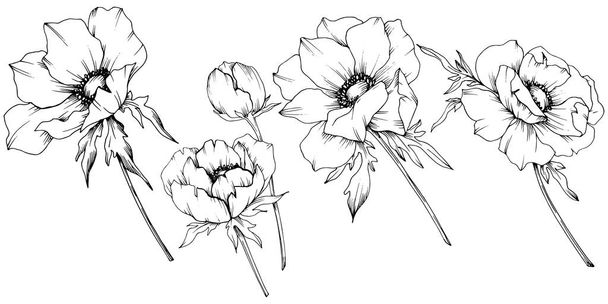 Vektor-Anemone Blumen botanischen Blumen. Schwarz-weiß gestochene Tuschekunst. Isoliertes Anemonenillustrationselement. - Vektor, Bild