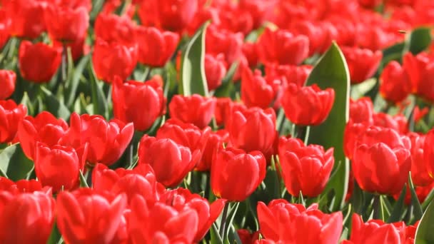  Beautiful red tulips bloomed in the springtime - Footage, Video