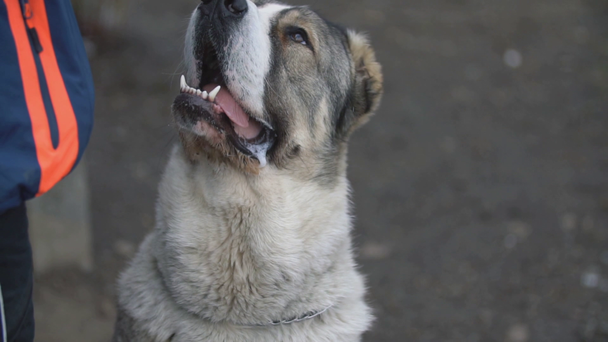 Порода молодых собак Алабай
 - Кадры, видео