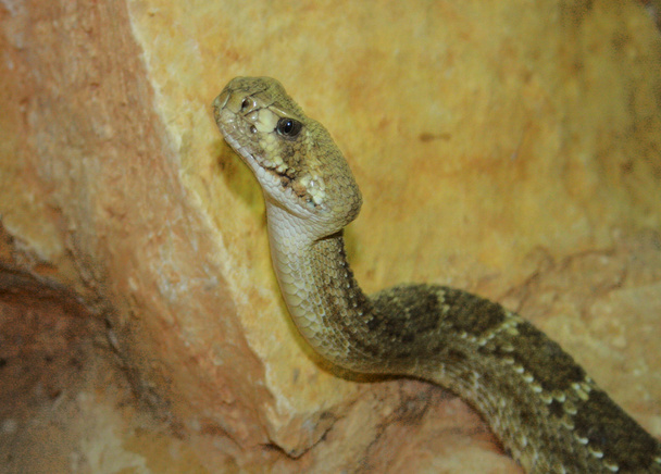 змея - Фото, изображение