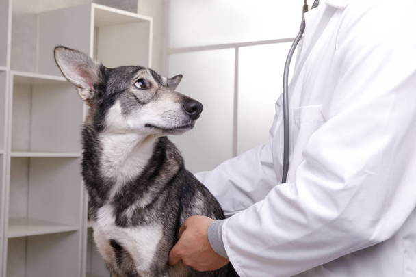 Closeup shot of veterinarian checking dog by stethoscope in vet clinic - Fotoğraf, Görsel