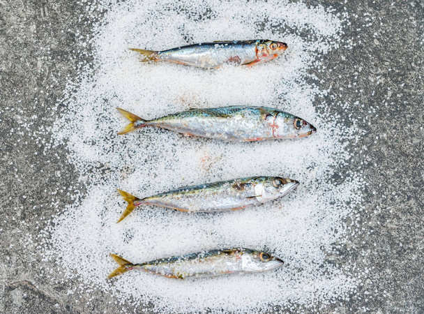 Whole raw organic mackerel fish with sea salt lying on a flat su - Foto, afbeelding