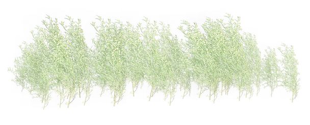 fehér és zöld fű lombozat - Fotó, kép