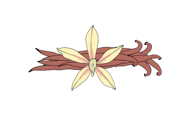 Λουλούδι με βανίλια και κάψουλα. Ένα απομονωμένο μπαχαρικό. Αρώματα βανίλιας - Διάνυσμα, εικόνα