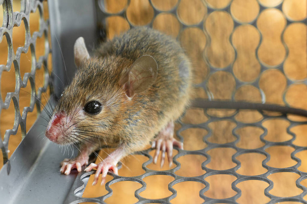 Des souris piégées dans une cage. À l'intérieur des pièges à rats
. - Photo, image