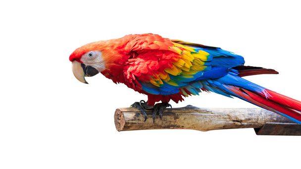Renkli Papağan kuş beyaz arka plan üzerinde izole. Kırmızı ve mavi Marcaw dallarda. ( Kırpma yolu ) - Fotoğraf, Görsel