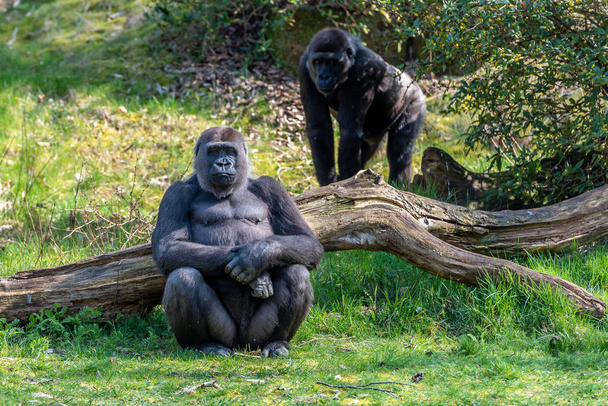 Жінка-горилка сидить, спираючись на гілку і стежить за речами
 - Фото, зображення