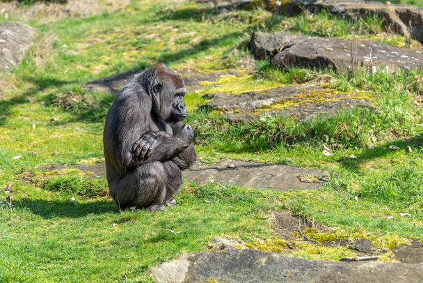 Gorilla femmina è seduto a suo agio e guardare
 - Foto, immagini