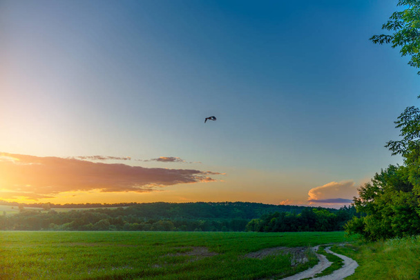 Stork flying in the field on sunset background - Φωτογραφία, εικόνα