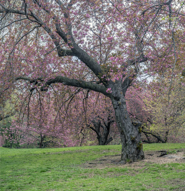 春のセントラル ・ パーク、ニューヨーク市 - 写真・画像
