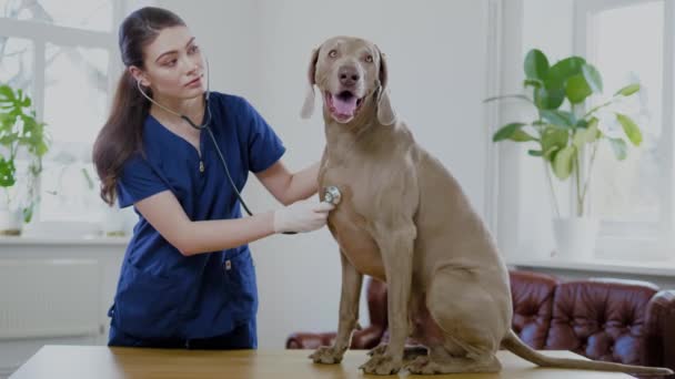 Veteriner kliniğinde veteriner cerrah ve weimaraner köpek - Video, Çekim