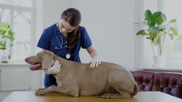 Weterynarz chirurg i pies weimarski w klinice weterynaryjnej - Materiał filmowy, wideo