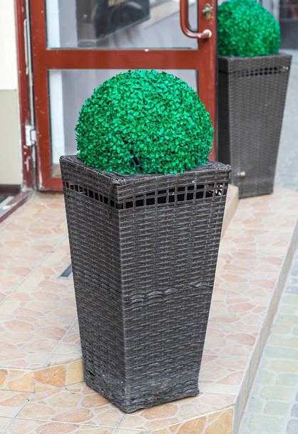 Arbusto verde decorativo en una bañera de mimbre cerca de la tienda
 - Foto, imagen