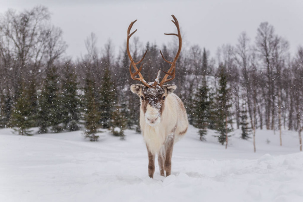 Reindeer in snow - Photo, Image