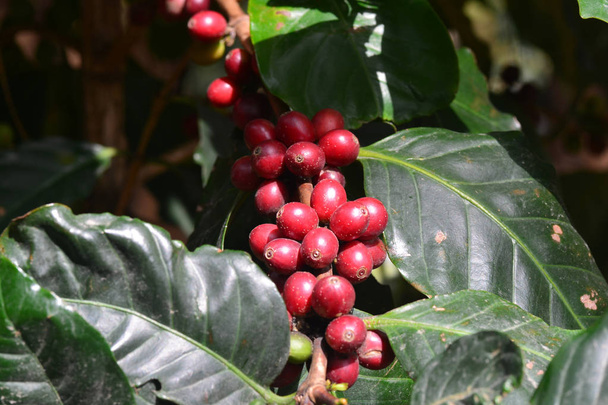 Φασόλια καφέ, κεράσια καφέ ή μούρα καφέ σε δέντρο καφέ Arabica - Φωτογραφία, εικόνα
