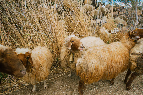 Овцы на пастбище в горах Иордании
 - Фото, изображение