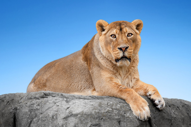 Лев на скале против голубого неба
 - Фото, изображение