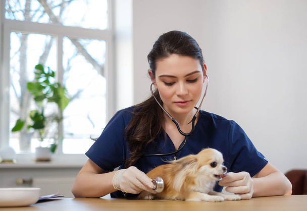 Állatorvos sebész és Chihuahua kutya-on veterán rendelőintézet - Fotó, kép