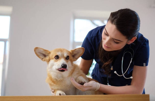Állatorvos sebész és Corgi kutya-on veterán rendelőintézet - Fotó, kép