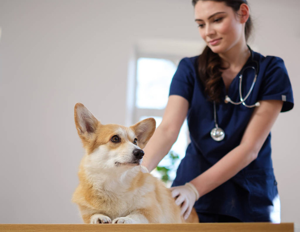 Eläinlääkäri ja corgi-koira eläinklinikalla
 - Valokuva, kuva