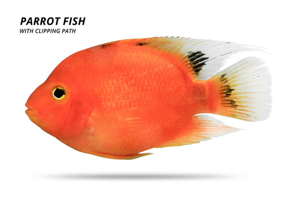 Orange parrot fish isolated on white background. Parrotfish with cut out. ( Clipping path ) - Photo, Image