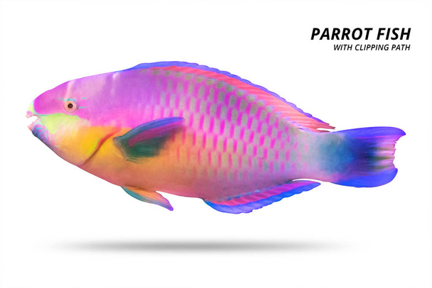 Parrot fish isolated on white background. Parrotfish with cut out. ( Clipping path ) - Photo, Image