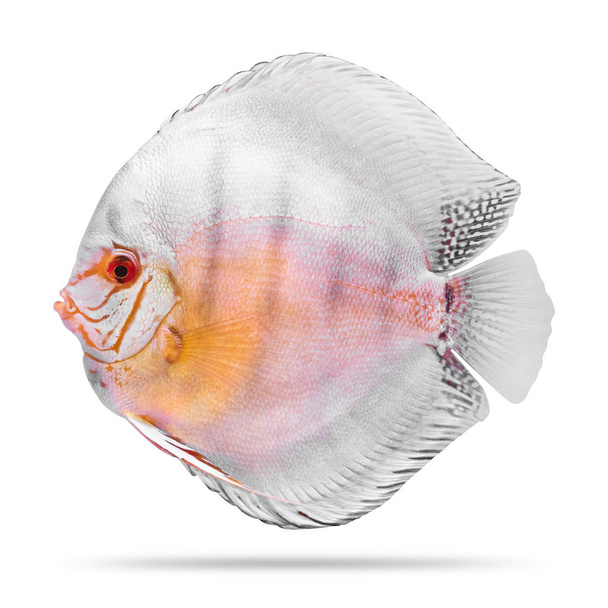 Discus fish isolated on white background. ( Clipping path ) - Photo, Image