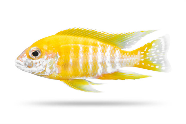 Pielęgnice ryby izolowane na białym tle. Kolor żółty. (Ścieżka przycinająca ) - Zdjęcie, obraz