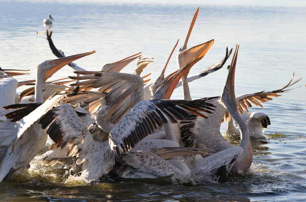 Пеликаны
 - Фото, изображение