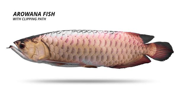 Τα ψάρια Arowana απομονώθηκαν σε λευκό φόντο. Τα είδη της Ασίας. (Διαδρομή αποκοπής ) - Φωτογραφία, εικόνα