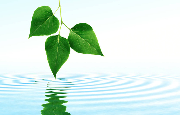 Blätter auf klarem Wasser als Symbol natürlicher Reinheit.                      - Foto, Bild