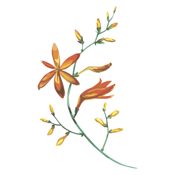 Watercolor beautiful blooming branch of orange flowers Crocosmia. Romantic and summer invitation concept background. - Foto, immagini