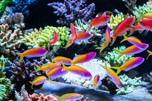 Schooling of anthais such as carberryi anthias, resplendent anthias, evansi anthias in Short stony polyp reef tank - Photo, Image