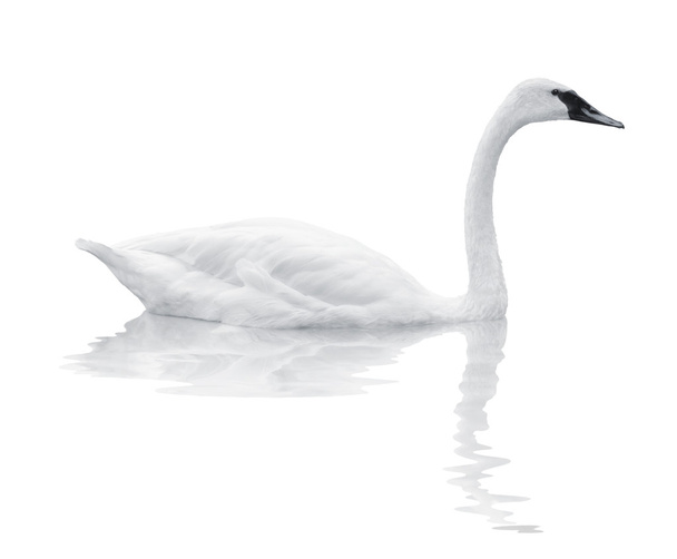Bird swan swims on a white background - Photo, Image