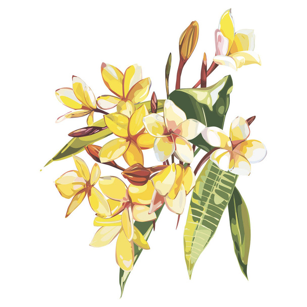 Plumeria isolated on white background. Tropical set, Watercolor sketch object. - Photo, image