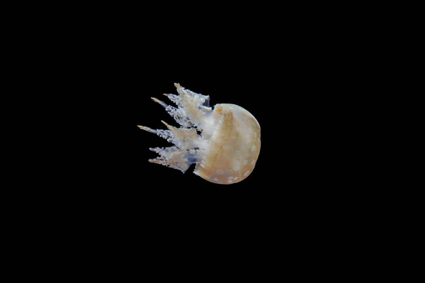 Jellyfish on black isolated background - Foto, afbeelding