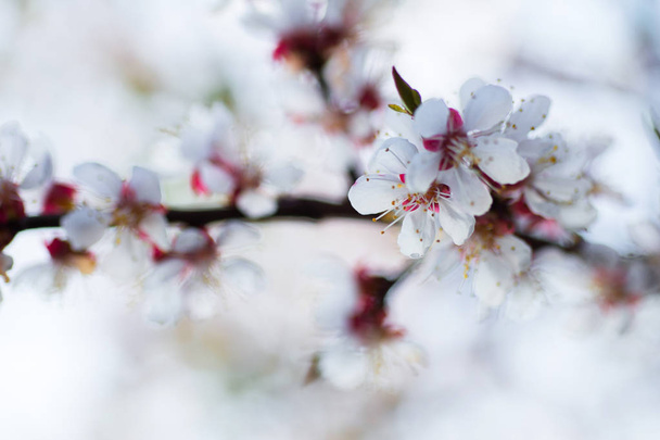 damascos floridos fechar-se contra um céu branco
 - Foto, Imagem