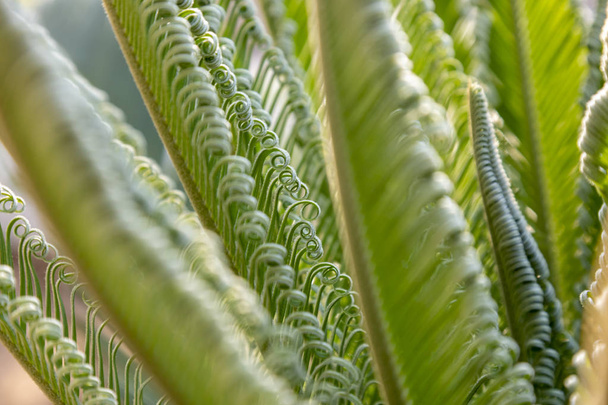 Primer plano de hojas de palmera de una pequeña palmera, plantas populares para decorar y crear jardines exóticos
. - Foto, imagen
