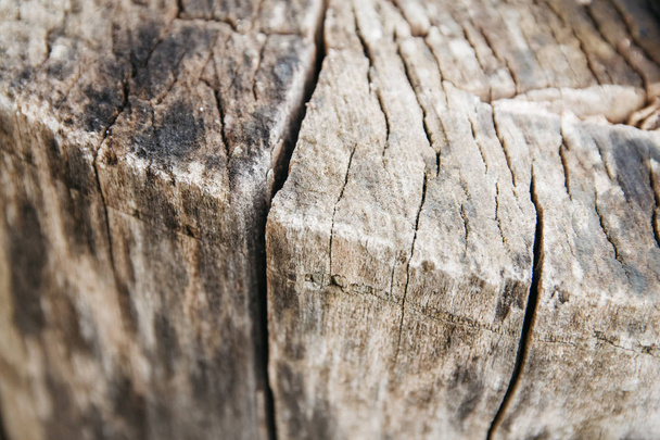 A closeup top view shot of a an old tree stump. Lines and patterns visible - 写真・画像